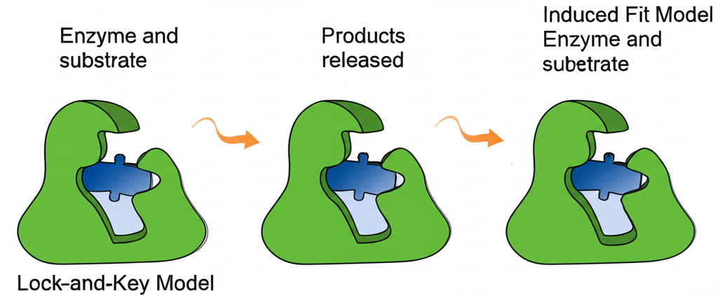 Comparison diagram of lock-and-key model (rigid active site) versus induced fit model (flexible active site that moulds around the substrate)